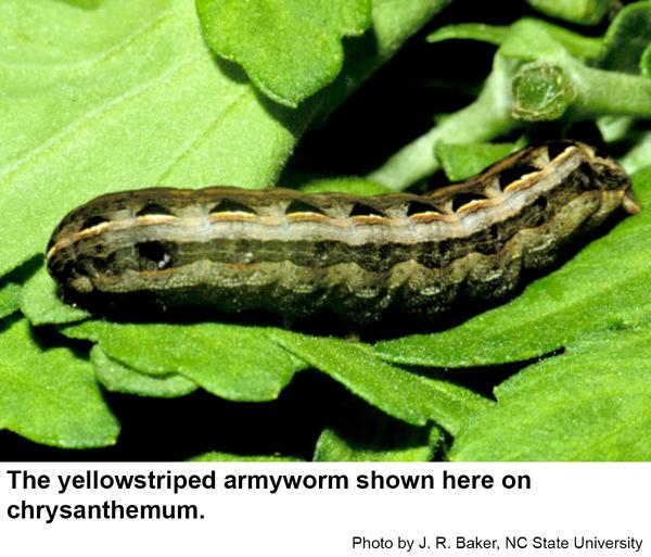Thumbnail image for Yellowstriped Armyworm in the Landscape